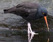 Oyster Catcher 1457